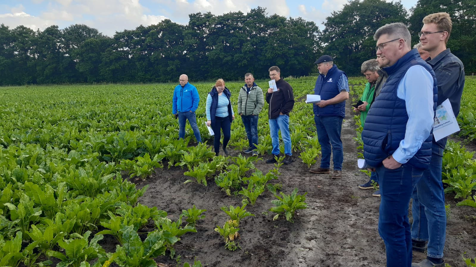 newsimages/133-Zurckerrüben 5.jpg
